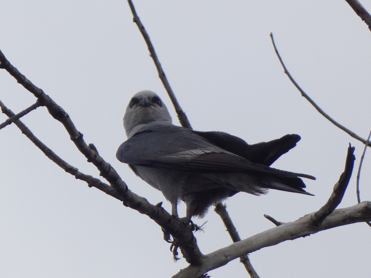 Missisipi Çaylağı - ML639737920