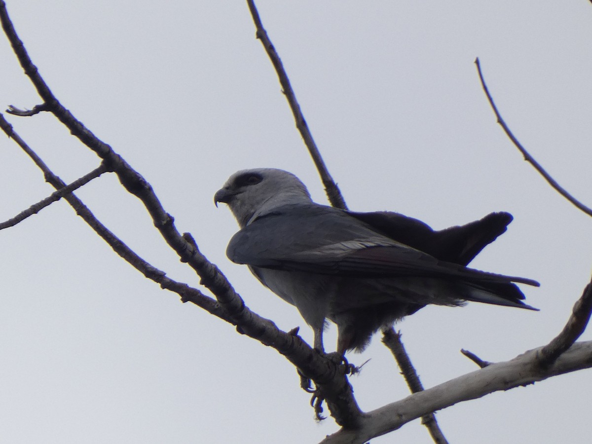 Missisipi Çaylağı - ML639737921