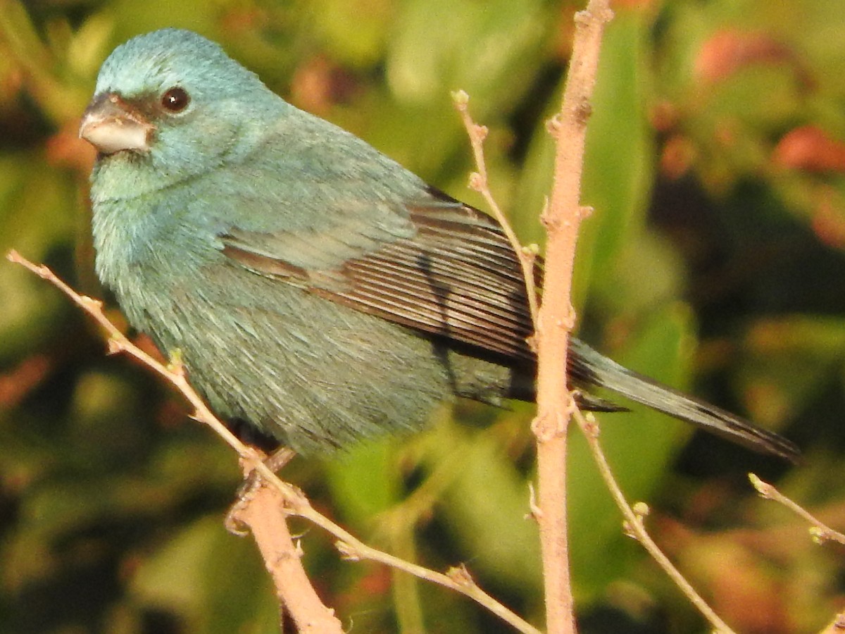 Glaucous-blue Grosbeak - ML639737929