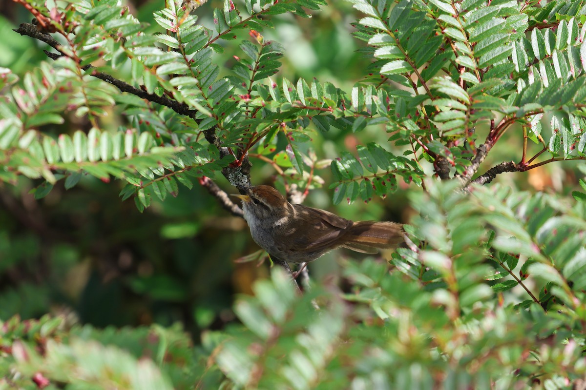 Gray-sided Bush Warbler - ML639737979