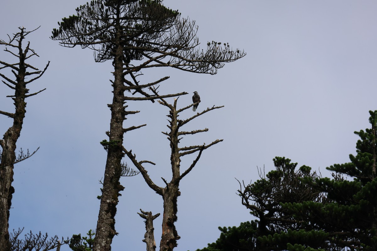 Southern Nutcracker - ML639738057