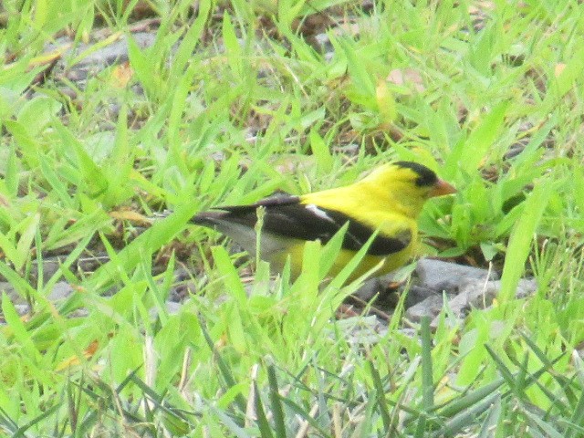 American Goldfinch - ML639738115