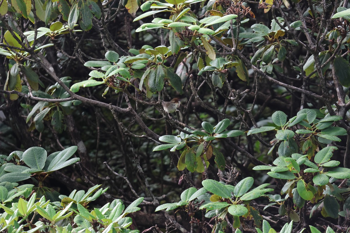 Chestnut-crowned Bush Warbler - ML639738118