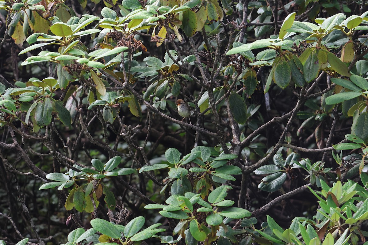 Chestnut-crowned Bush Warbler - ML639738131