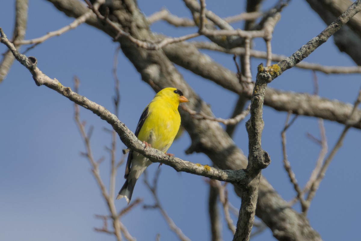 American Goldfinch - ML639738190