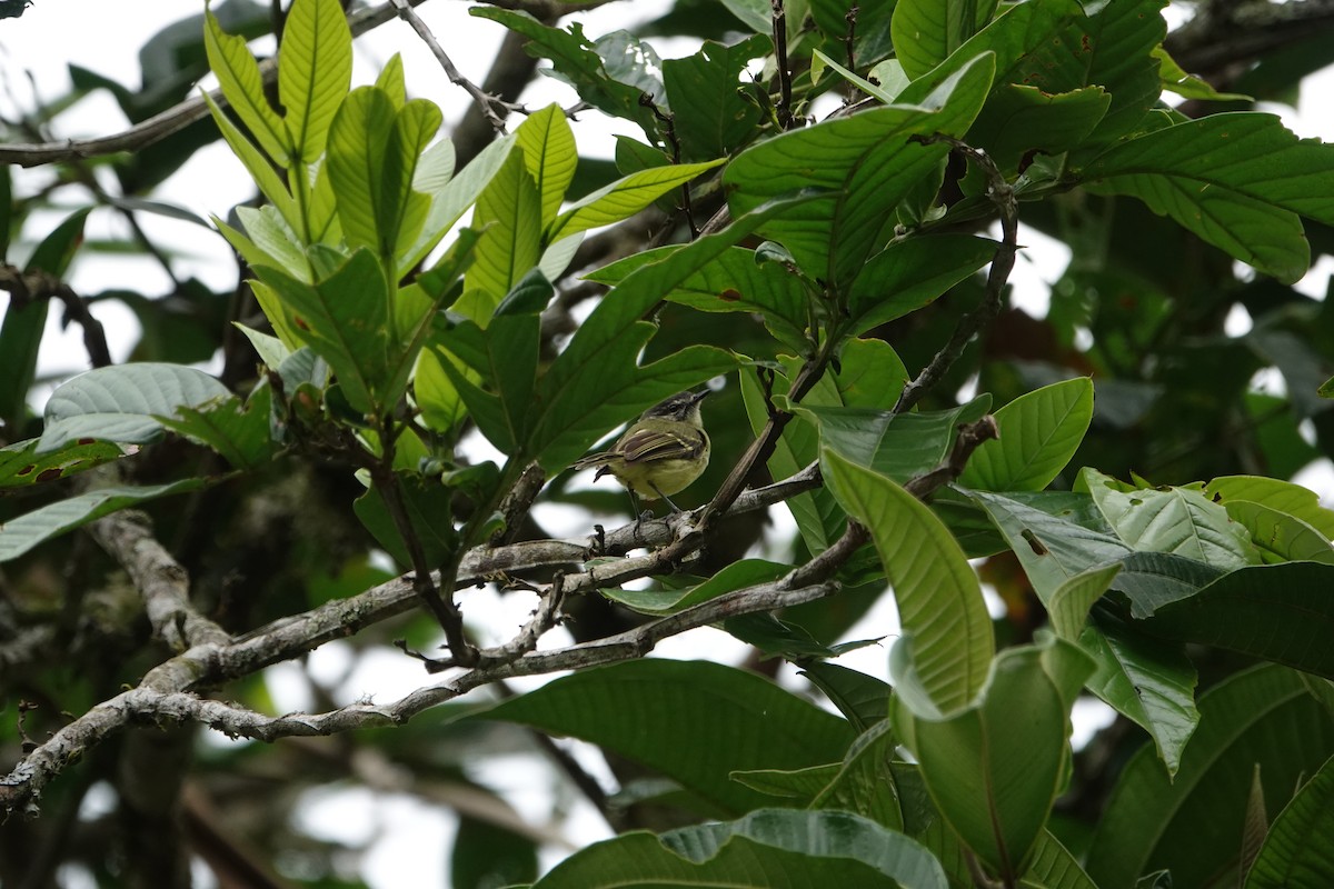 エクアドルヒゲハエトリ - ML639738216