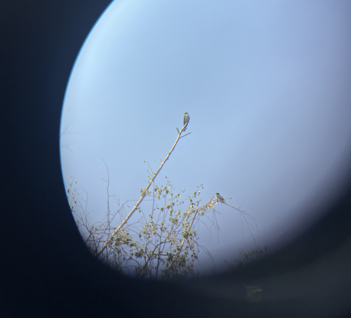 Eastern Kingbird - ML639738263