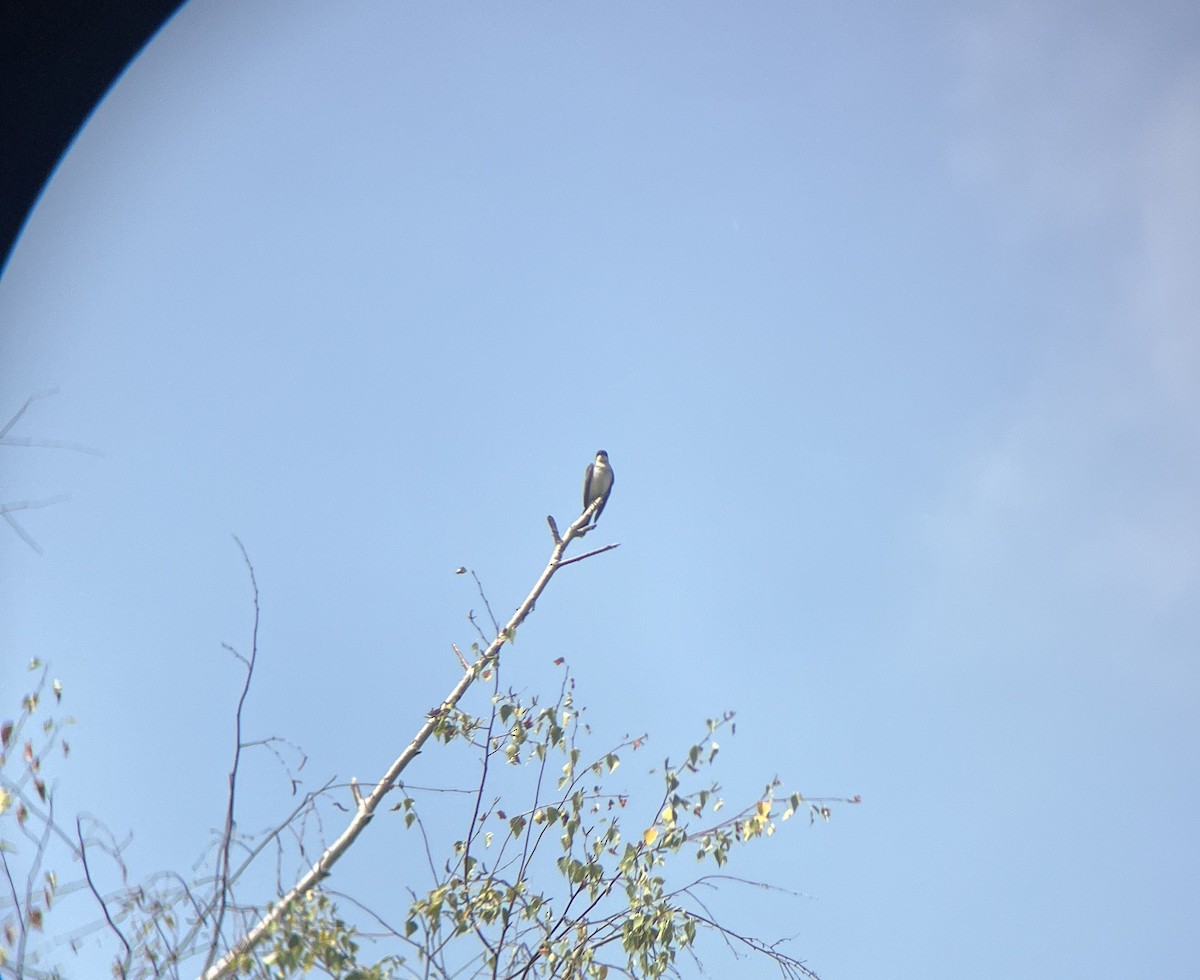 Eastern Kingbird - ML639738282