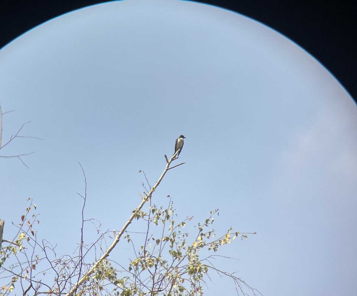 Eastern Kingbird - ML639738284