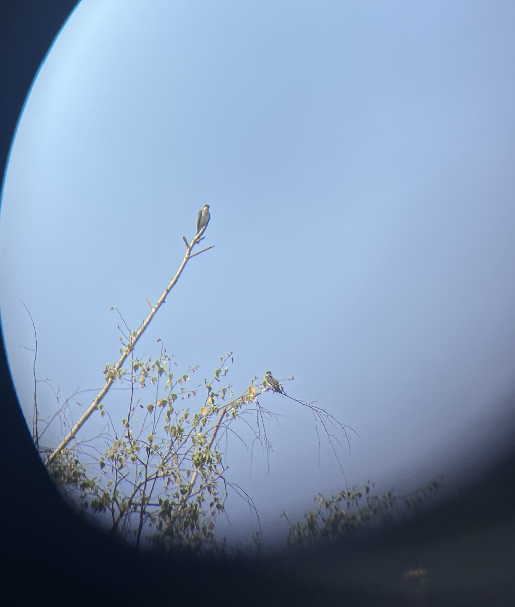 Eastern Kingbird - ML639738326