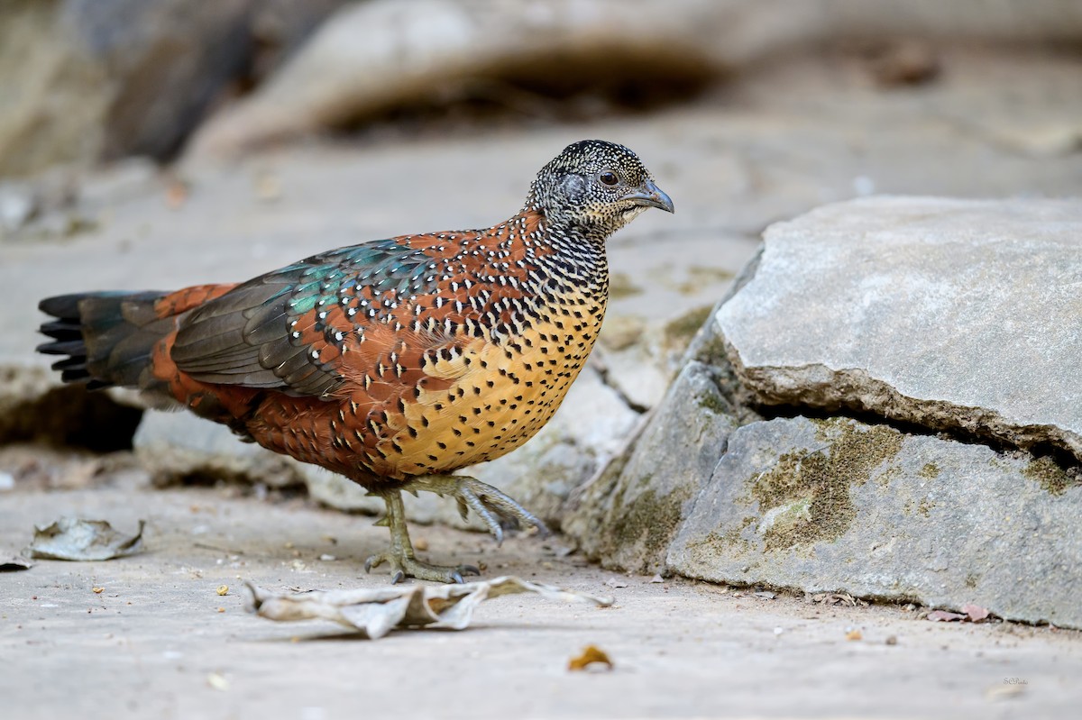 Painted Spurfowl - ML639738407