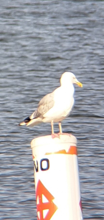 American Herring Gull - ML639738442