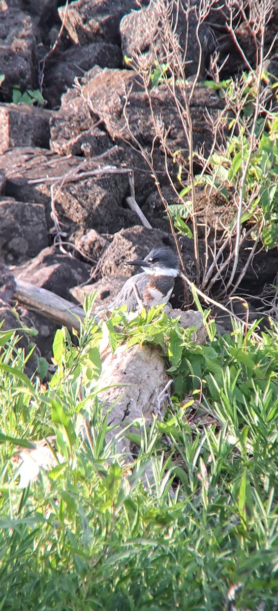 Belted Kingfisher - ML639738447