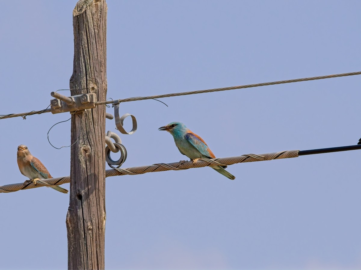 European Roller - ML639738449