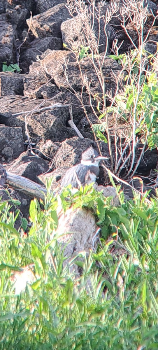 Belted Kingfisher - ML639738450