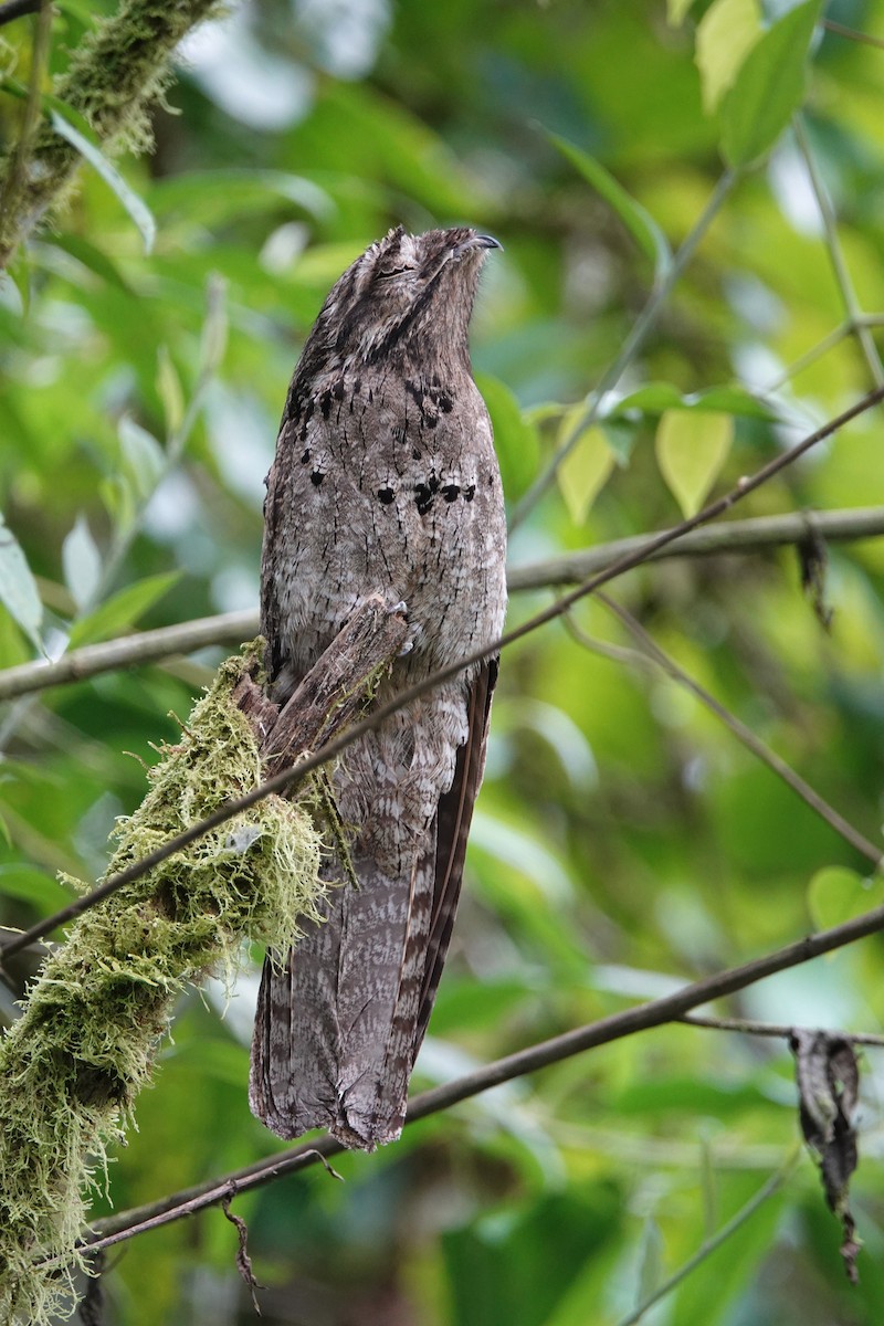 Common Potoo - ML639738466