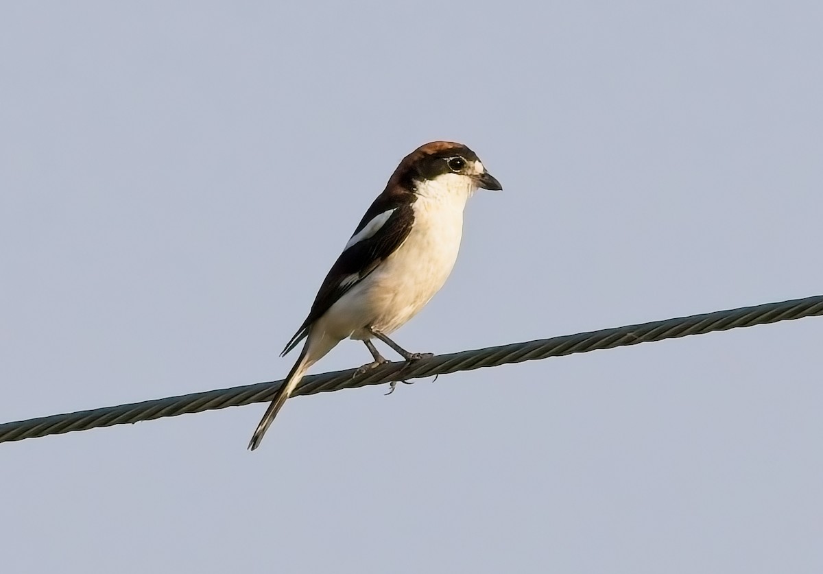Woodchat Shrike - ML639738478