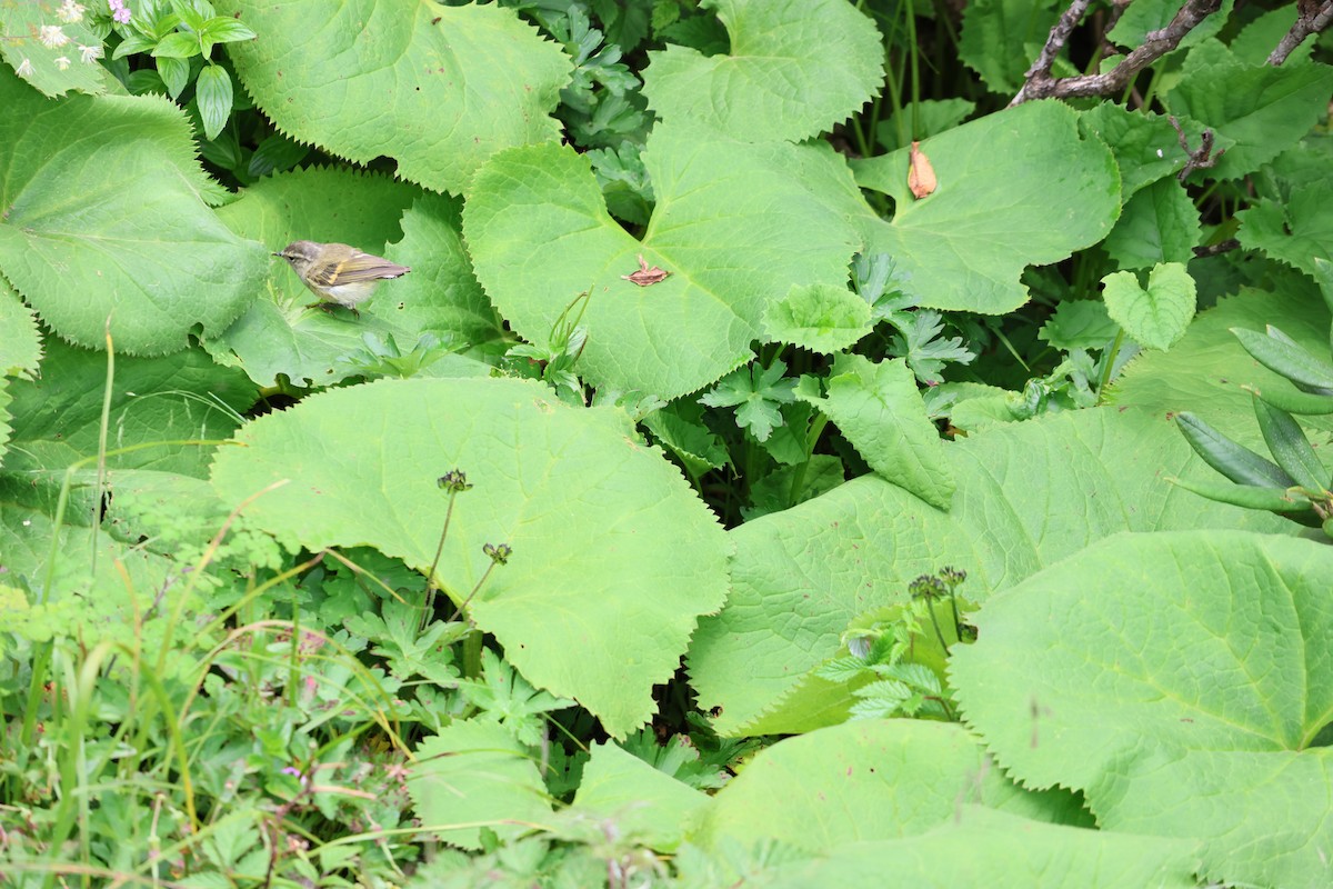 Buff-barred Warbler - ML639738485