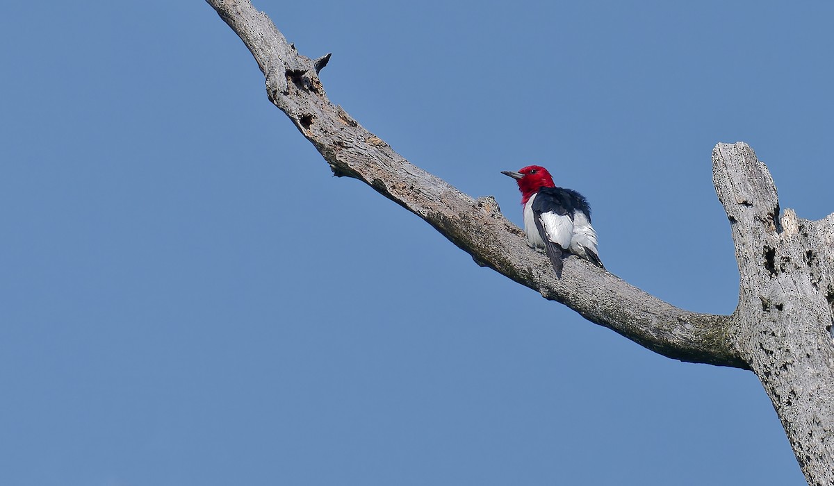 Red-headed Woodpecker - ML639738495