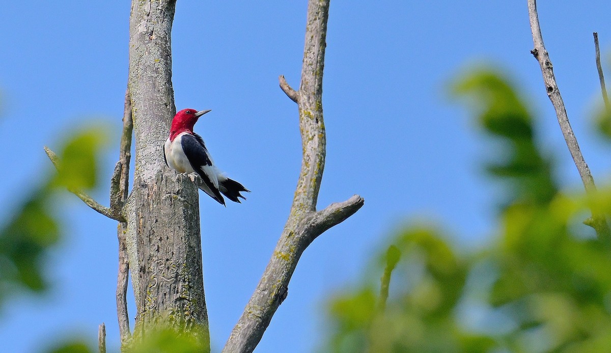 Red-headed Woodpecker - ML639738503
