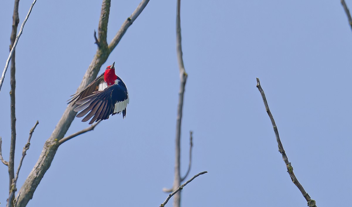 Red-headed Woodpecker - ML639738507