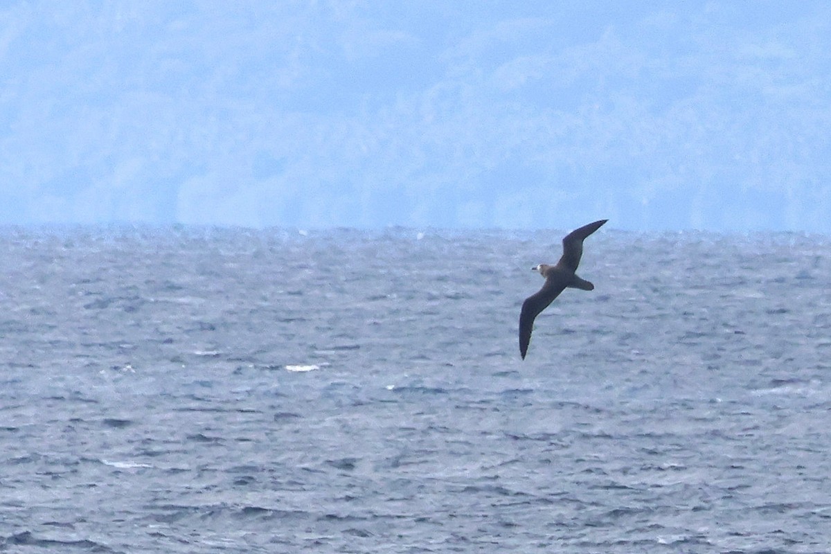 Providence Petrel - ML639738528