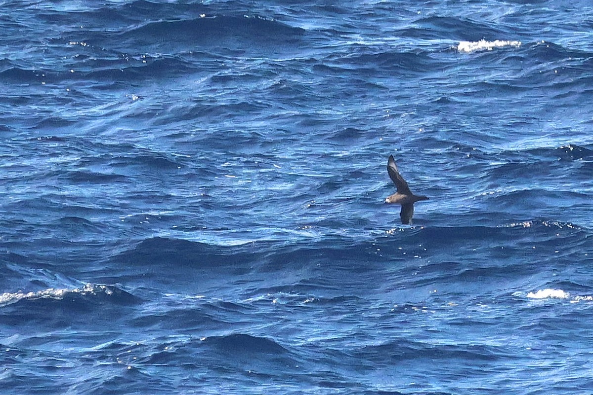 Providence Petrel - ML639738529