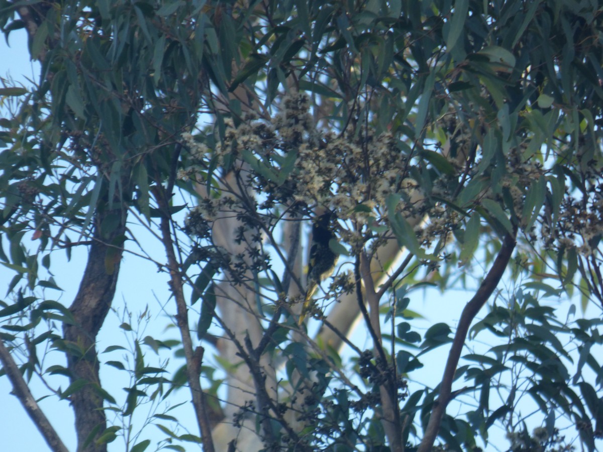 Regent Honeyeater - ML639738547