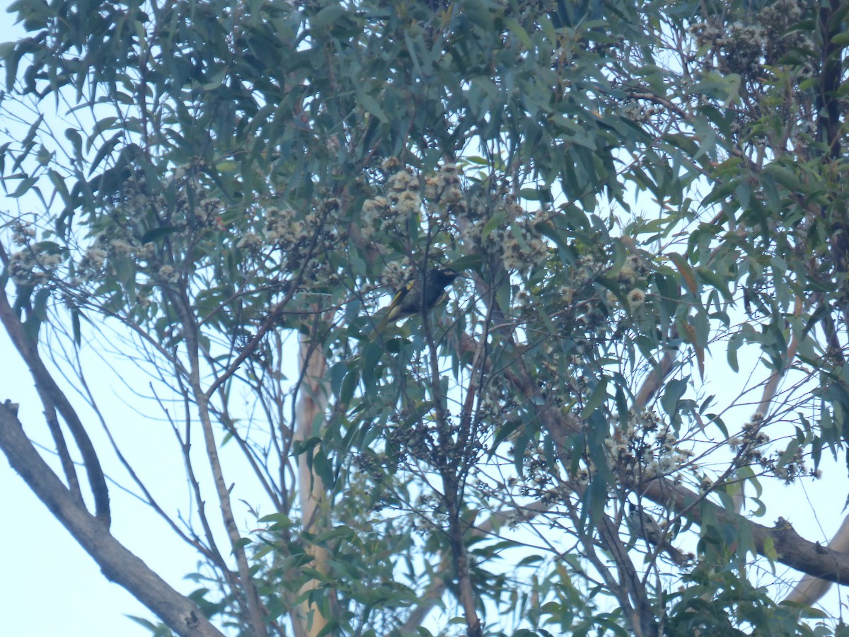 Regent Honeyeater - ML639738548