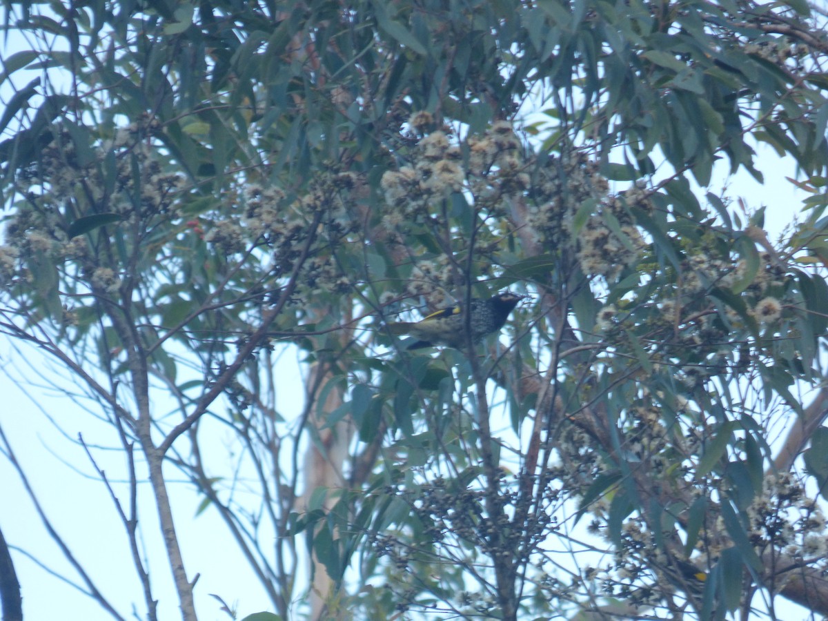Regent Honeyeater - ML639738549