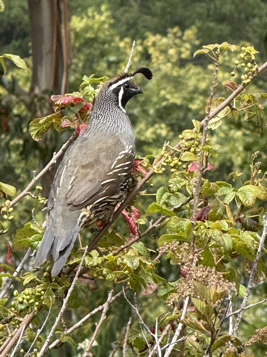 California Quail - ML639738555
