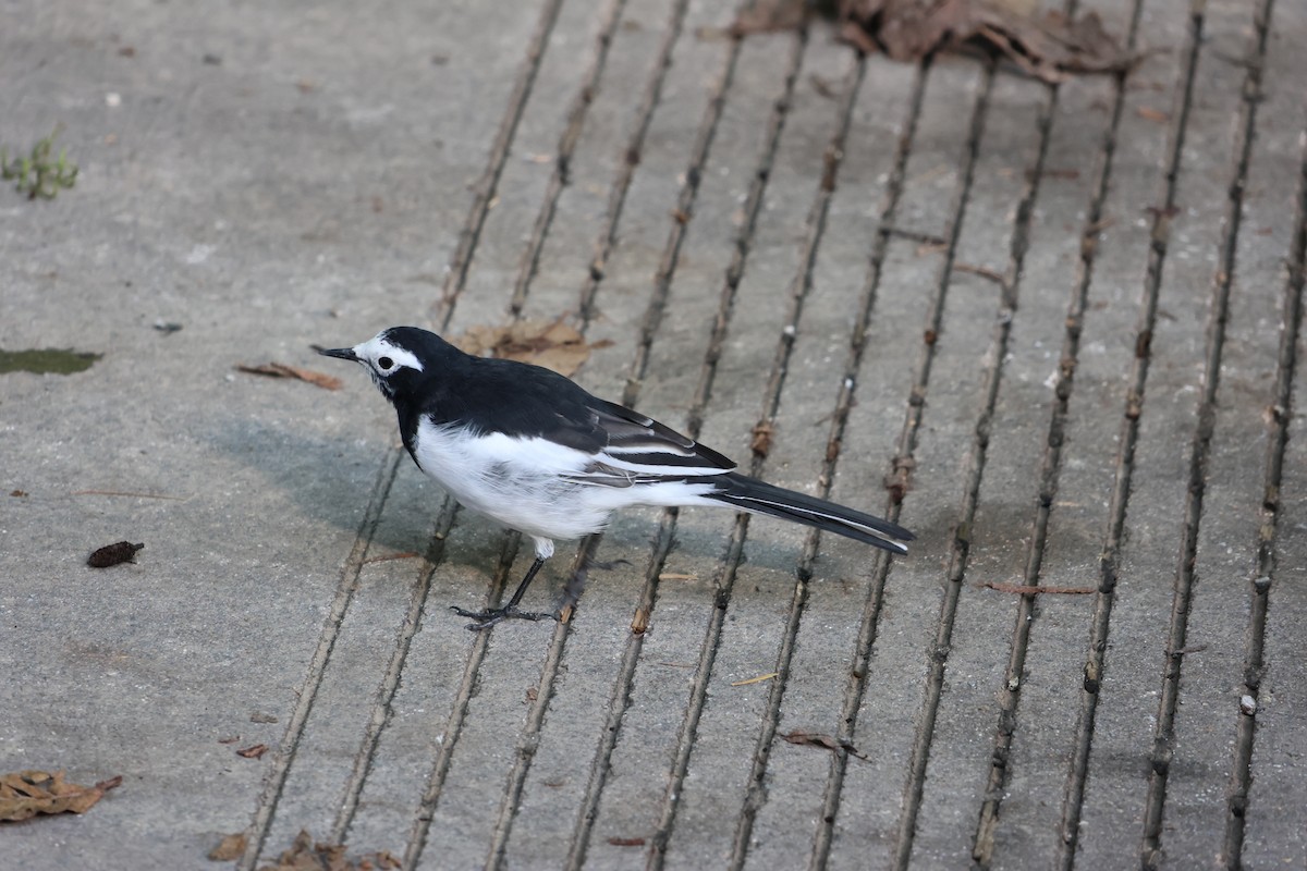 White Wagtail (Hodgson's) - ML639738575