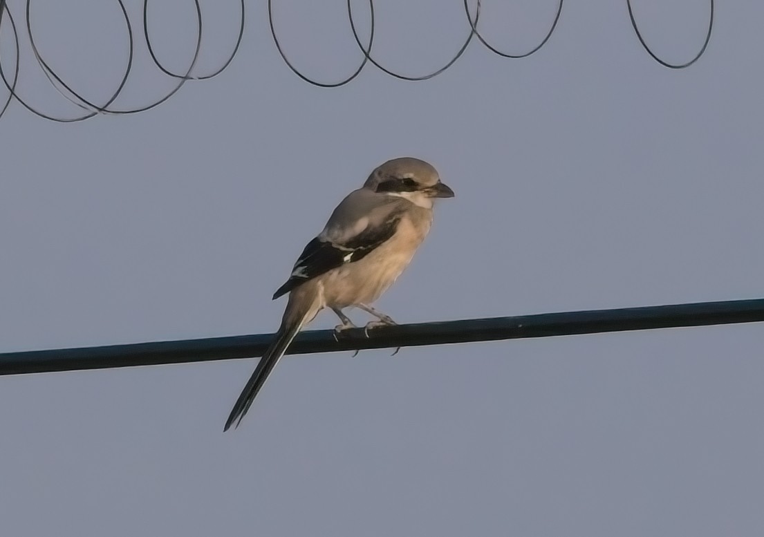Iberian Gray Shrike - ML639738583