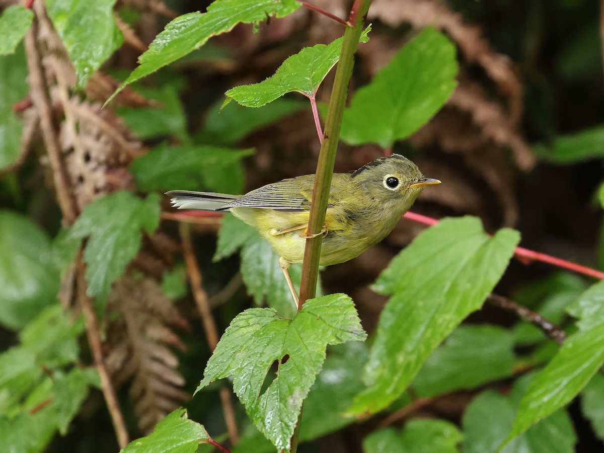 Mosquitero de Anteojos - ML639738592