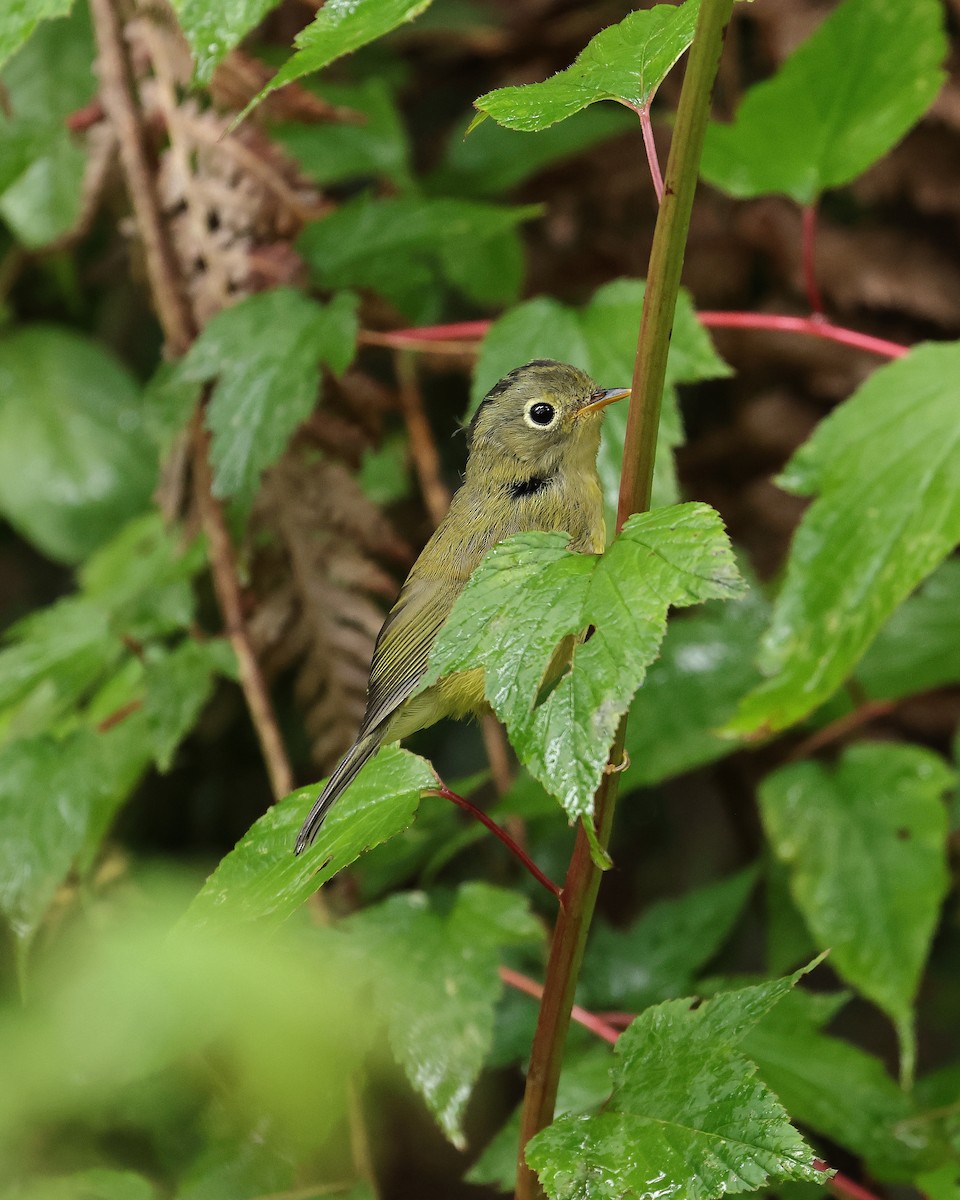 Mosquitero de Anteojos - ML639738593