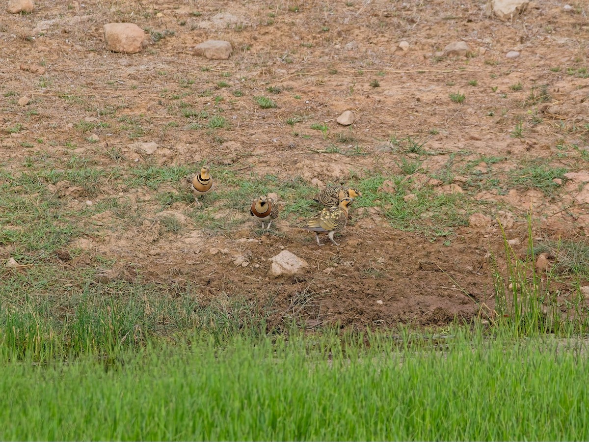 Pin-tailed Sandgrouse - ML639738668