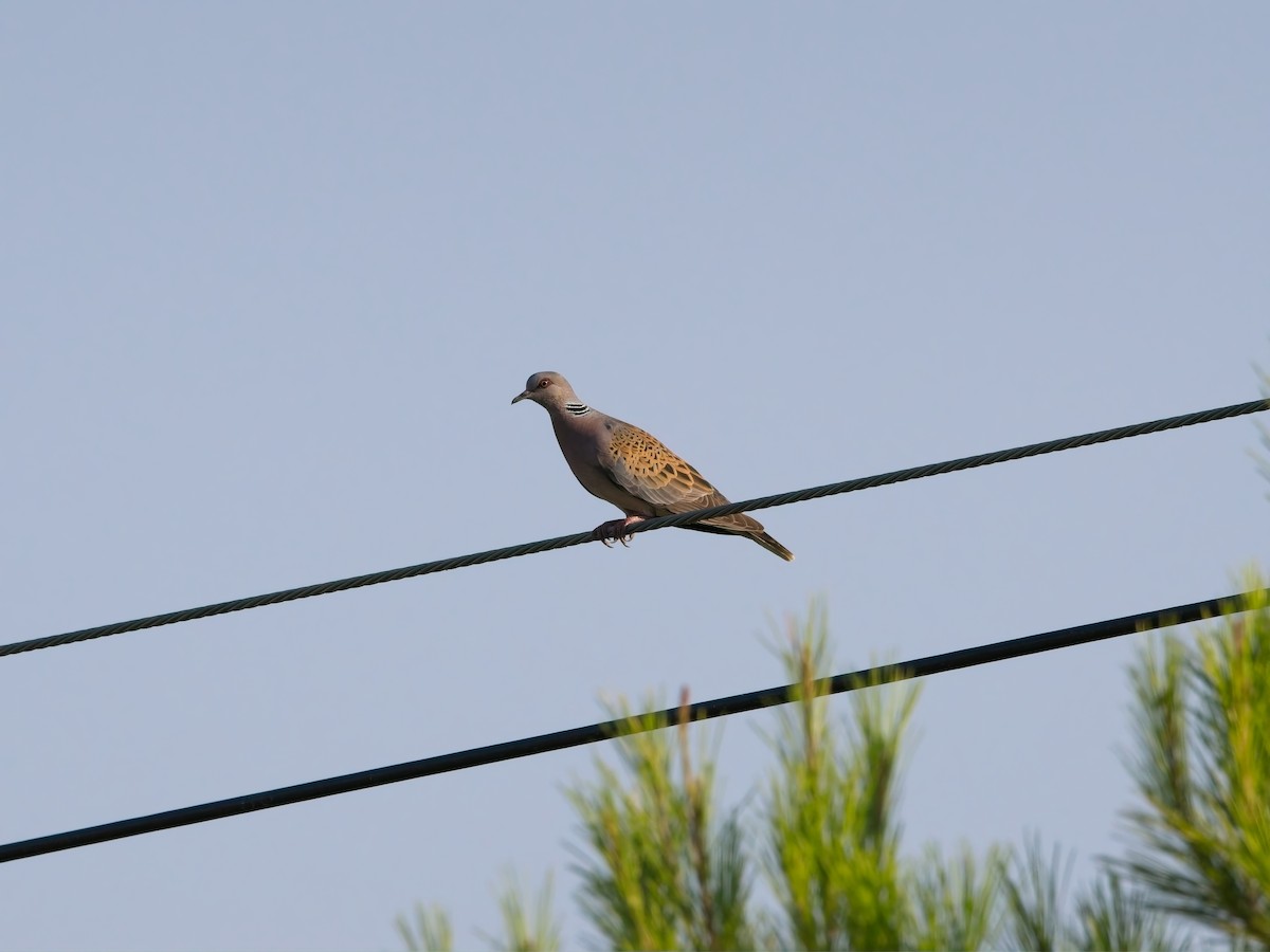 European Turtle-Dove - ML639738717