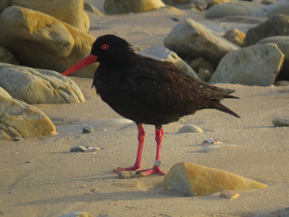 African Oystercatcher - ML639738726