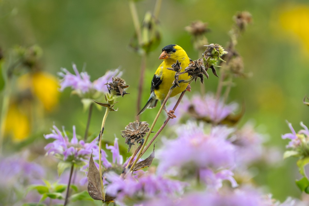 American Goldfinch - ML639738783