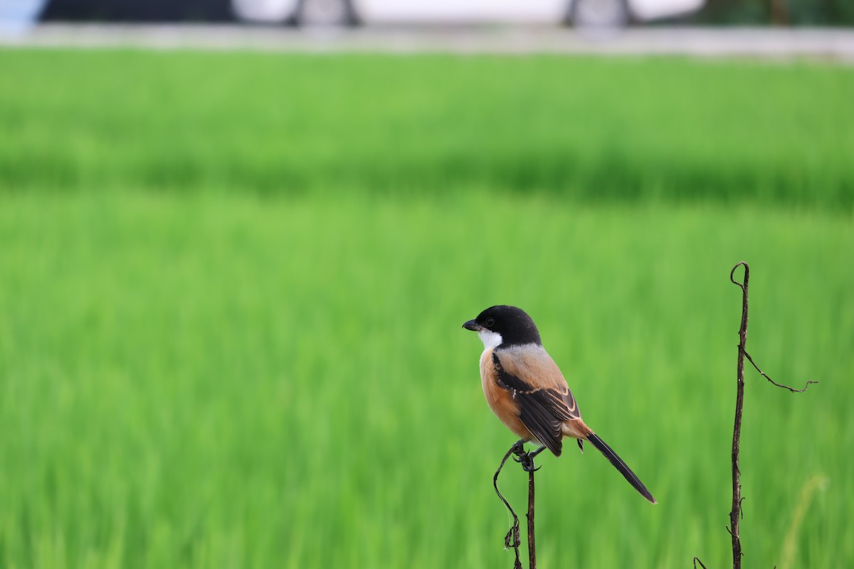 Long-tailed Shrike (tricolor/longicaudatus) - ML639738789