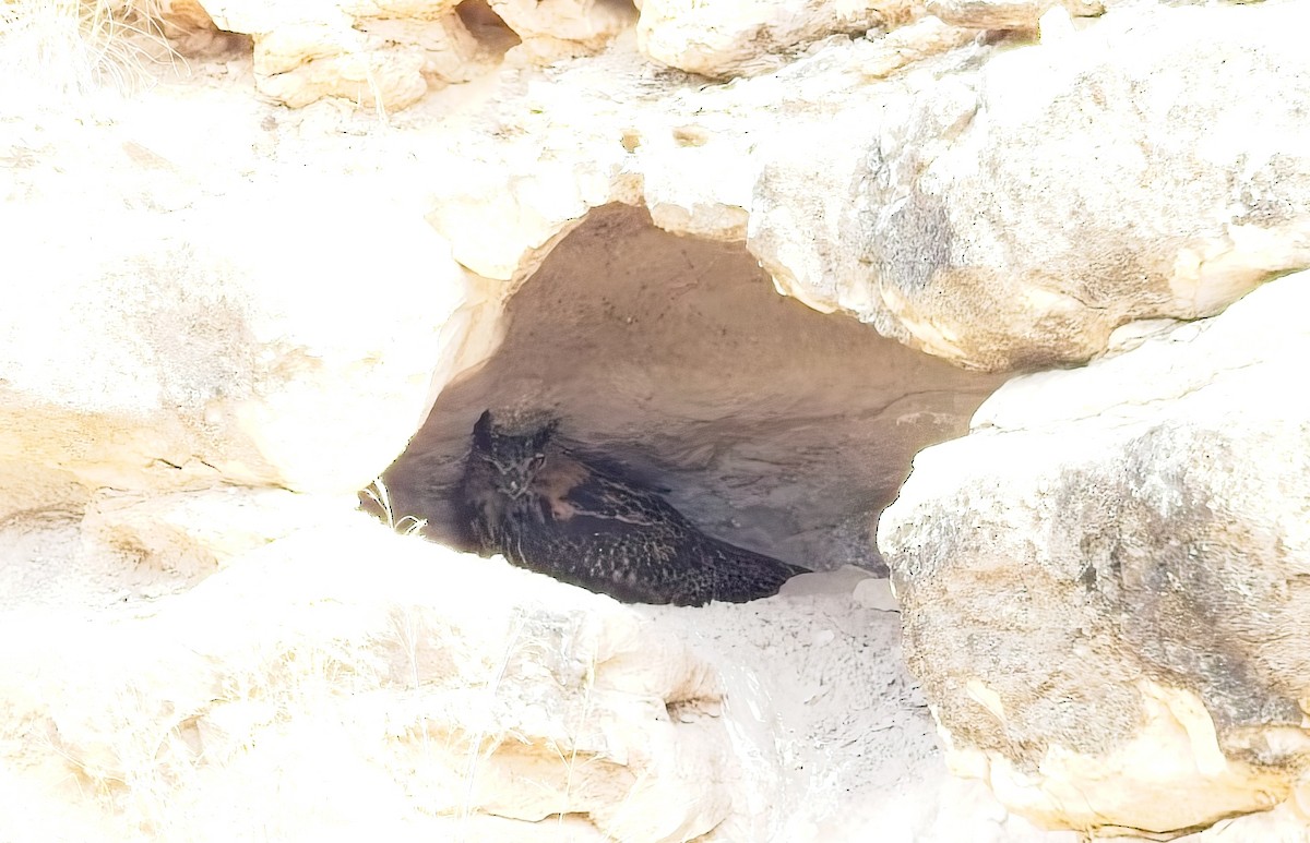 Eurasian Eagle-Owl - ML639738844