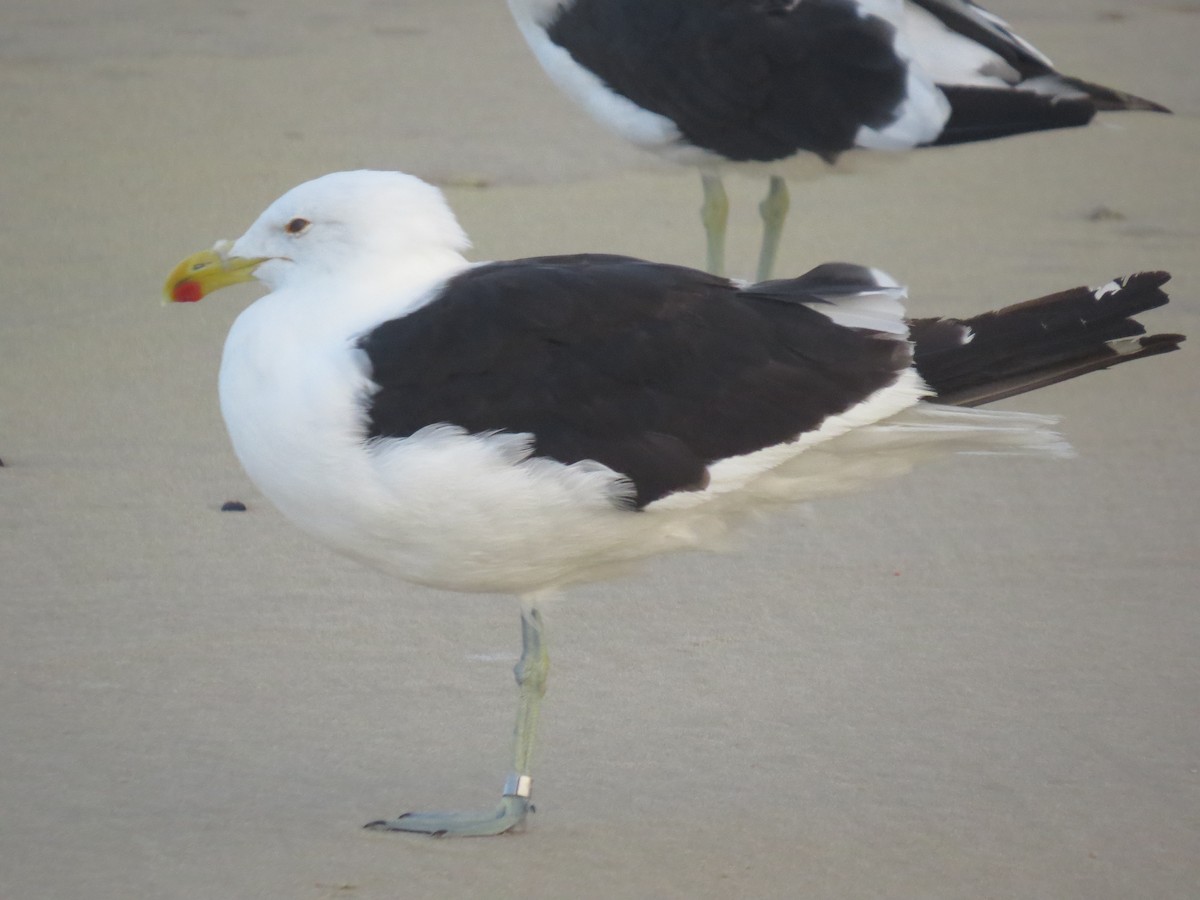 Kelp Gull - ML639738850