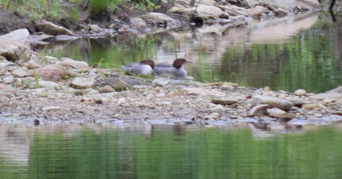 Большой крохаль - ML639738868