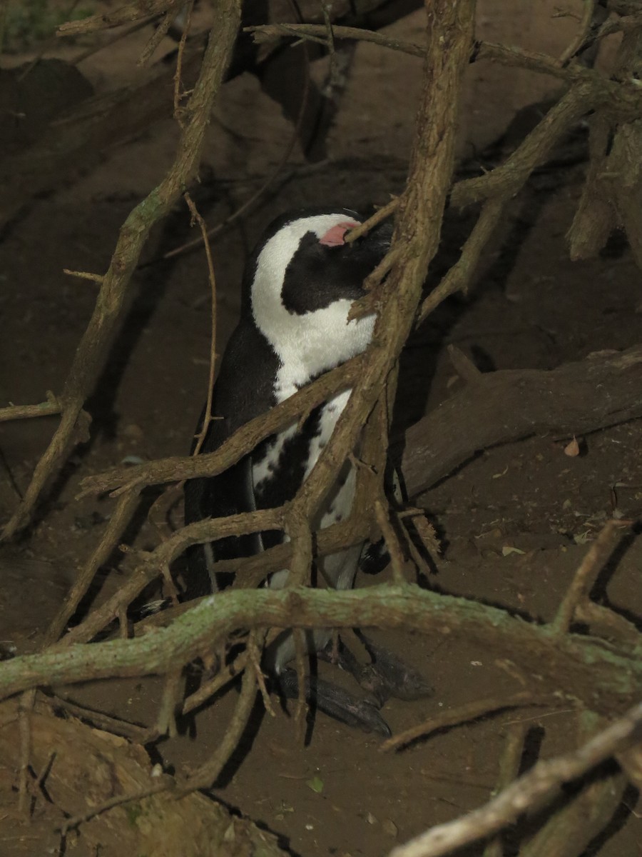African Penguin - ML639738953