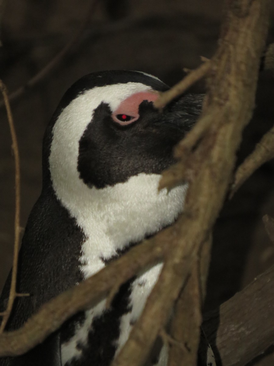 African Penguin - ML639738954