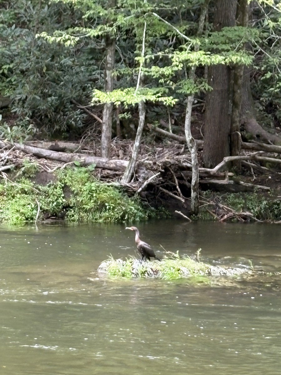Double-crested Cormorant - ML639738956