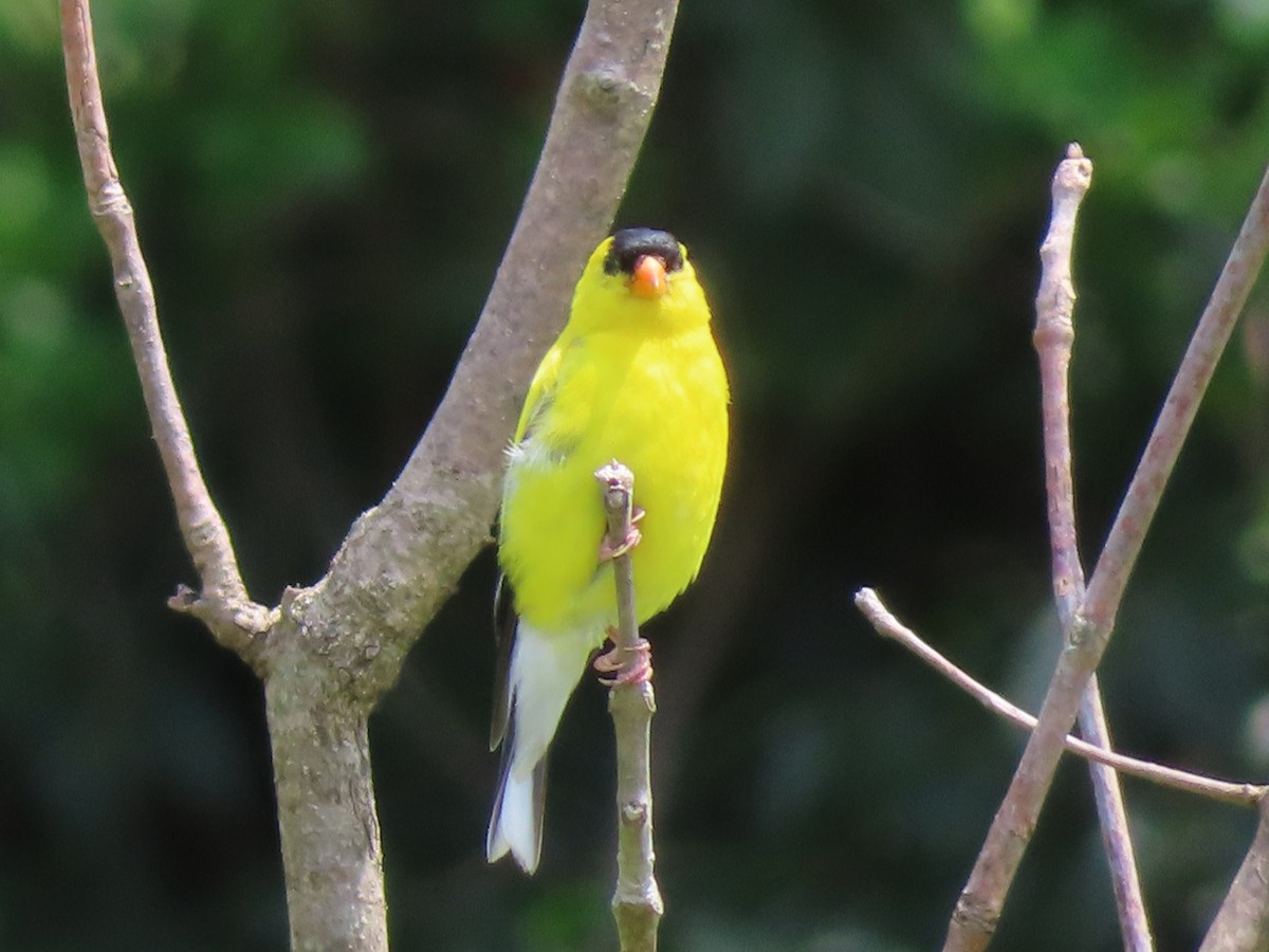 American Goldfinch - ML639738975