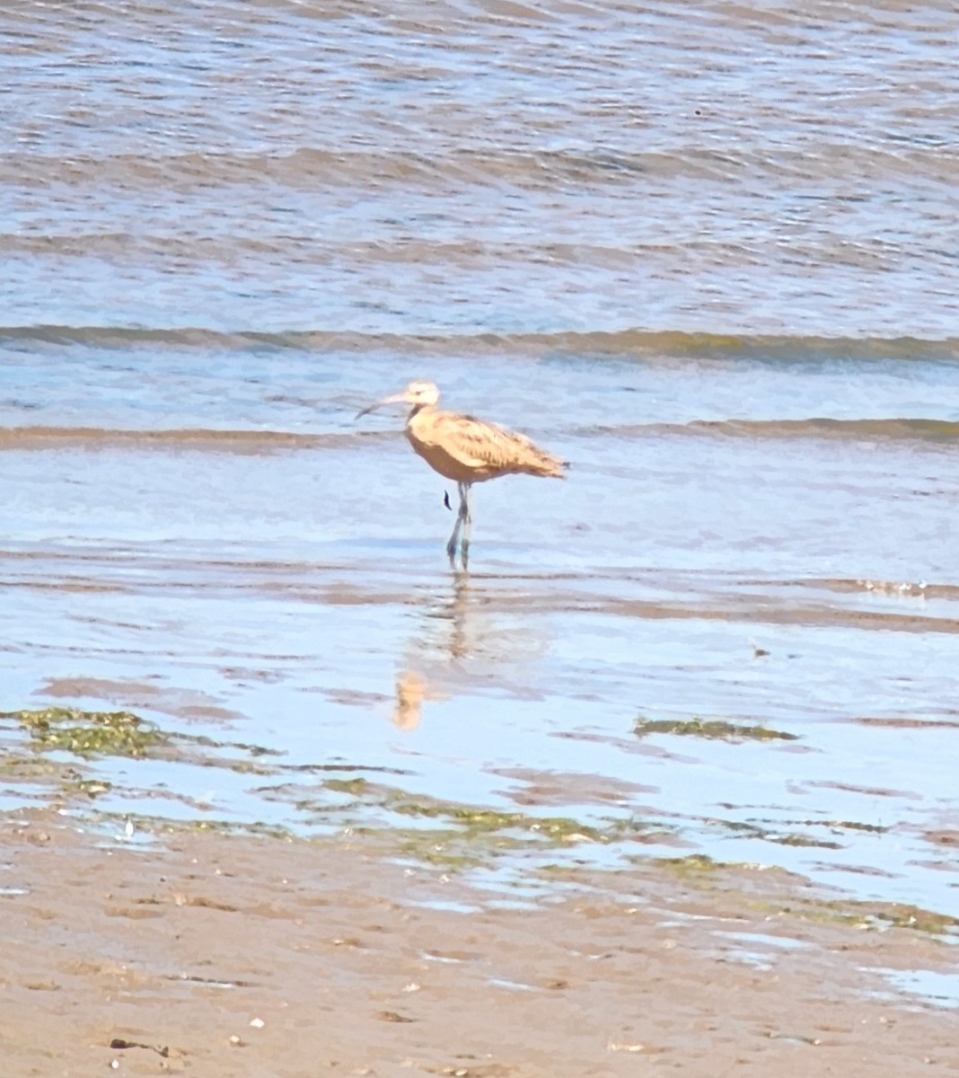 Long-billed Curlew - ML639738981