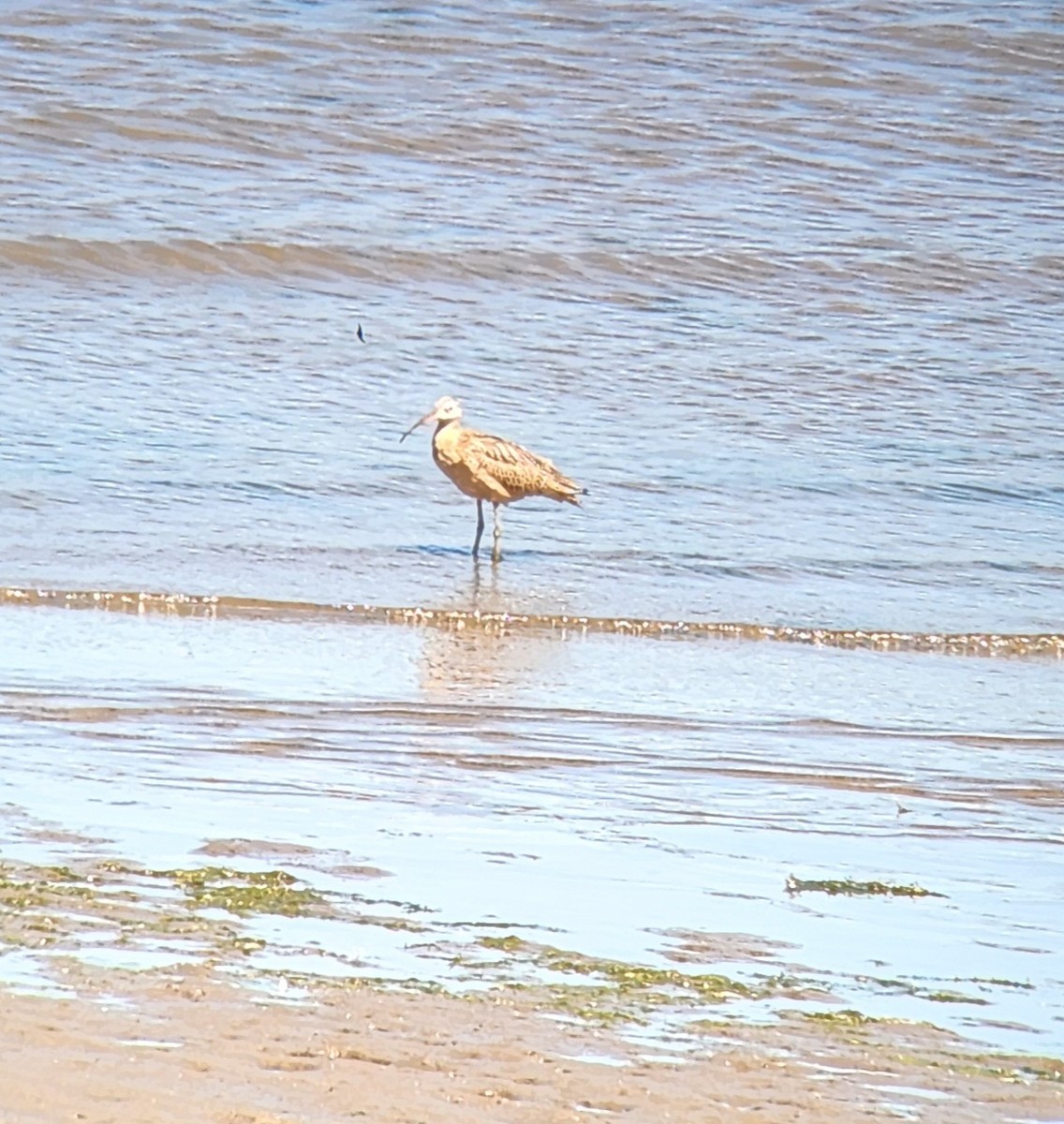 Long-billed Curlew - ML639738982