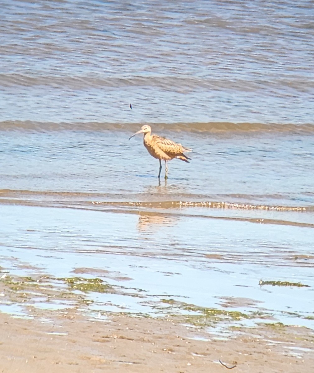 Long-billed Curlew - ML639738983